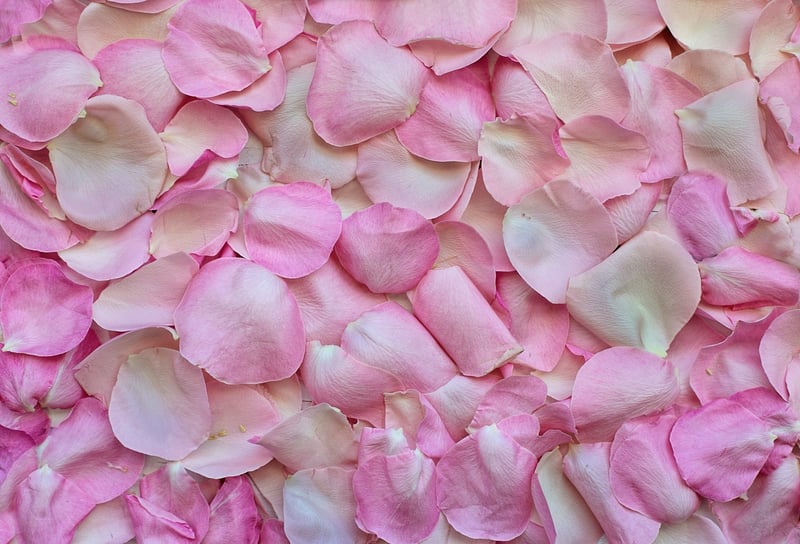 Petal Patterns