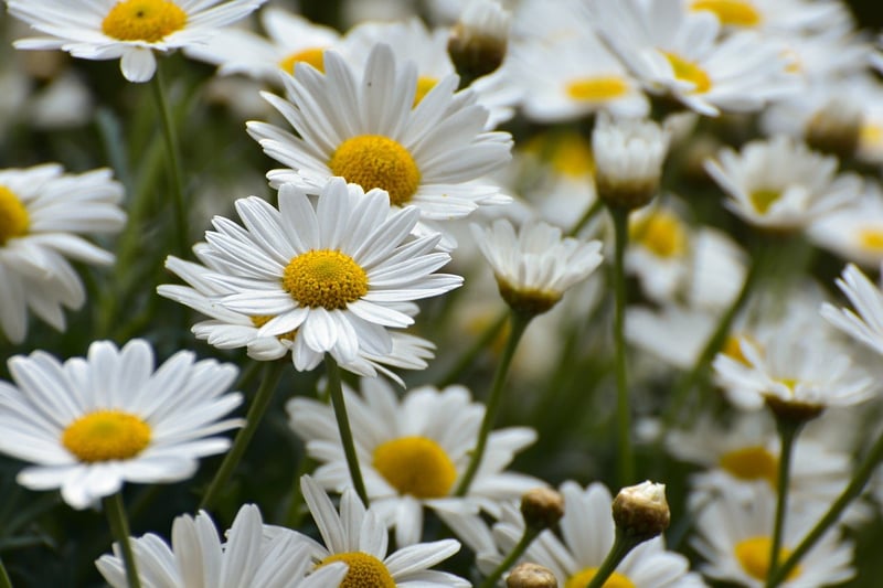 Floral Artwork